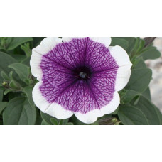 Петуния BONNIE LAVENDER FACE 32479