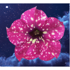 Петуния FAMOUS CHERRY SKY 32189