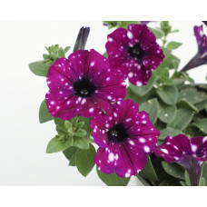 Петуния ELECTRIC PURPLE SKY  32133