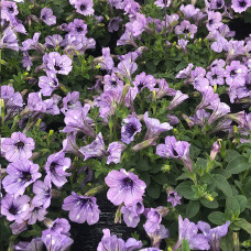 Петуния LAVENDER SKY 3218