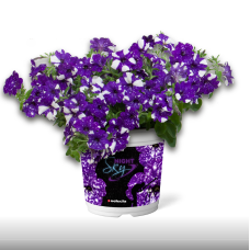 Петуния NIGHTSKY 3231
