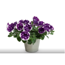 Петуния ALPETUNIA GLACIER SKY 3201
