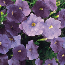 ПЕТУНИЯ ALPETUNIA LIGHT BLUE 32193