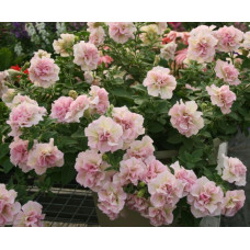 Петуния SWEETSUNSHINE LIGHT PINK 32482