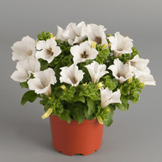 Петуния SURFINIA CLASSIC WHITE 3251