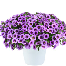 Калибрахоа COLIBRI SPARK PURPLE 19132