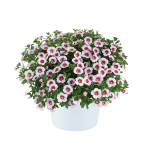 Калибрахоа EYECONIC CHERRY BLOSSOM 19100