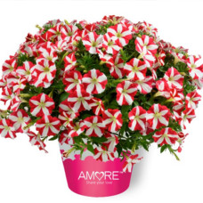 Петуния AMORE KING OF HEARTS IMP. 3280