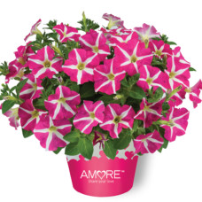 Петуния AMORE PINK HEARTS 3281