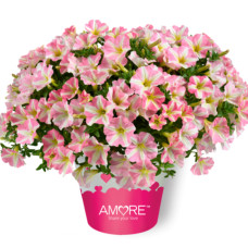 ПЕТУНИЯ AMORE PRINCESS PINK 32325