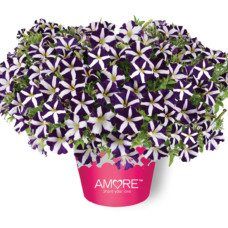 Петуния AMORE PURPLE 32326