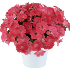 Петуния CAPELLA CORAL 32228