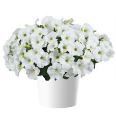 Петуния CAPELLA WHITE IMP. 32233