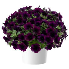 Петуния CAPELLA MULBERRY 32229