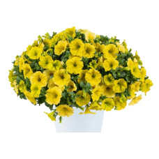Петуния CAPELLA HELLO YELLOW 32201