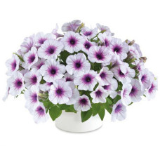 Петуния CAPELLA PURPLE VEINS 3210
