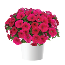 Петуния CASCADIAS FUCHSIA 32235