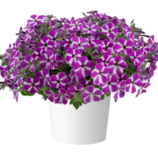 Петуния CASCADIAS FUCHSIA GEM 32492