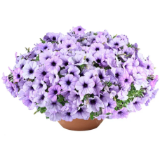 Петуния Cascadias Lavender Ice 32500