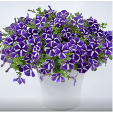Петуния CAS. PURPLE GEM 3211