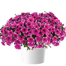 Петуния CAS. RIM CHERRY IMP. 3212