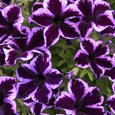 Петуния CRAZYTUNIA COSMIC VIOLET 32376