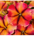 CRAZYTUNIA TIKI TORCH 32383