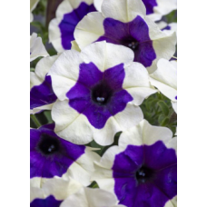 Петуния Crazytunia Inkblot 32504