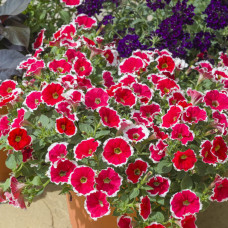 Петуния Designer Spinwheel Scarlet 32507
