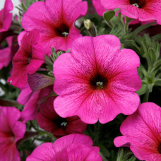Петуния BEAUTICAL PURPLE DAWN 32344