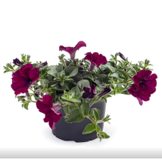 Петуния TEA PURPLE VEIN 32212