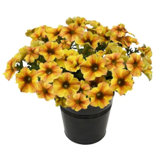 Петуния Петхоа Beautical Caramel Yellow 3237