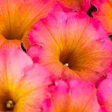 Петуния FLOWER SHOWERS MAYAN SUNSET 32289