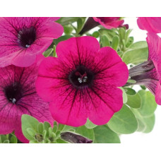 Famous Purple 1173