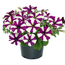 Петуния GO!TUNIA BURGUNDY STAR 32181 \ 1144