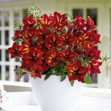 Петуния CRAZYTUNIA MANDEVILLE 32130