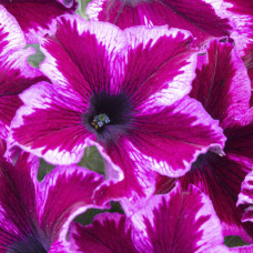 Петуния CRAZYTUNIA COSMIC PINK 32374
