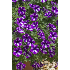 Петуния Bubbles Lavander Twist  32502