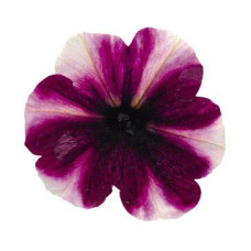 Петуния BONNIE MAGENTA STAR 32480