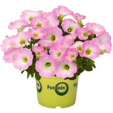 Петуния POTUNIA PICCOLA PINK  32380 \ 1088