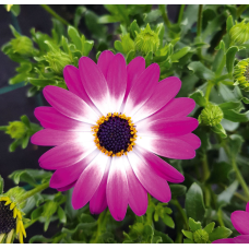 Остеоспермум FLOWERPOWER CRYSTAL PINK 2705