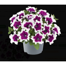 Петуния SANGUNA PURPLE PICOTEE IMP 32410
