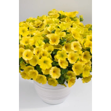 Петуния Crazytunia Yello 32505