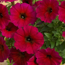 Петуния BEAUTICAL BORDEAUX 3236