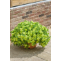 Петуния Tumbelina Compact Сhartreuse 32511
