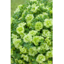 Петуния Tumbelina Compact Сhartreuse 32511