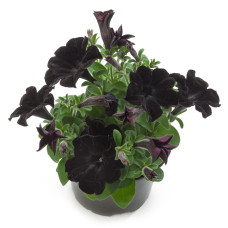 Петуния CRAZYTUNIA BLACK MAMBA 3214