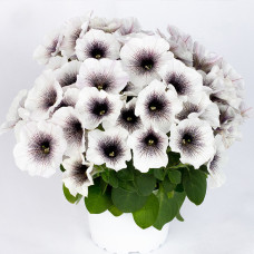 ПЕТУНИЯ CRAZYTUNIA BLACK & WHITE 32371