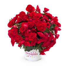 Бегония BK COLLECTION BONNY 1281