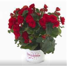 Бегония BK COLLECTION CARMEN RED 1203